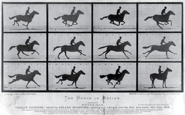 Gli albori della fotografia moderna 6 The Horse in motion, Eadweard Muybridge, 1878. Immagine di pubblico dominio tramite Wikipedia