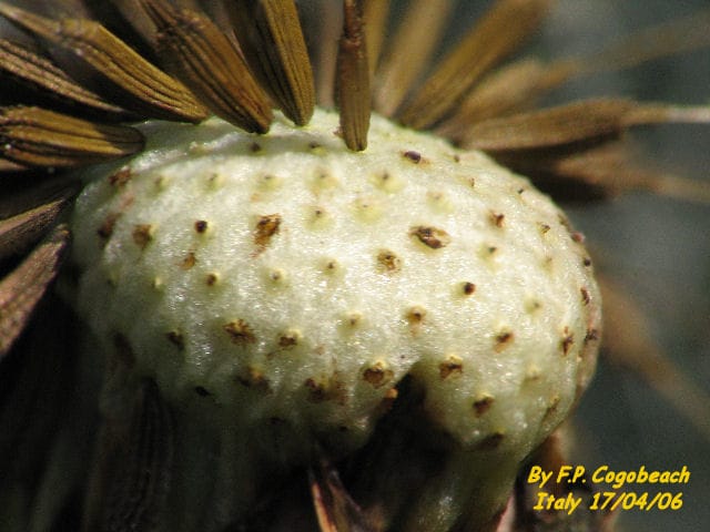 bracketing bracketing