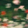 flowers falling stockpack unsplash