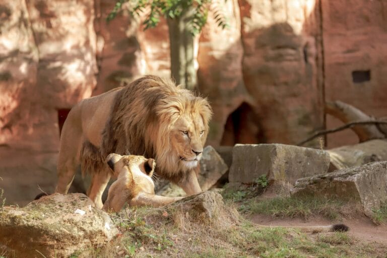 Fotografia naturalistica e zoologica: le origini dell’osservazione fotografica in natura 15 Fotografia naturalistica e zoologica le origini dellosservazione fotografica in natura