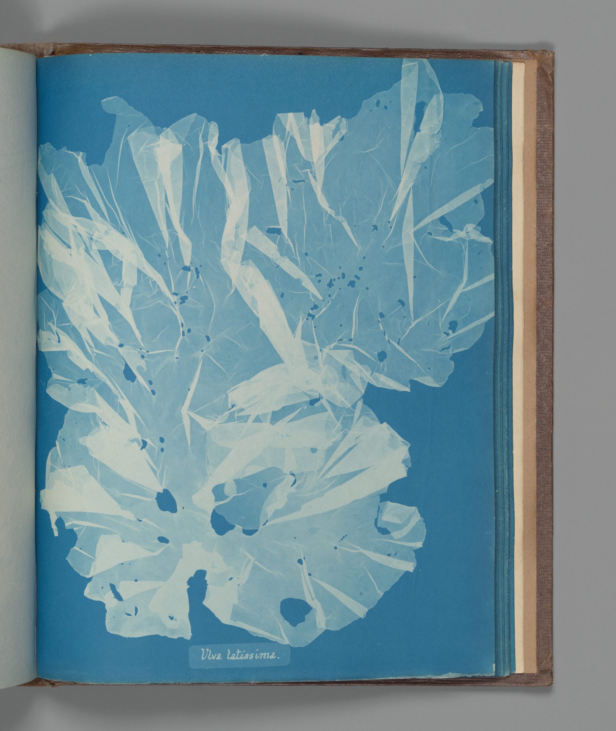 La Lattuga romana – Anna Atkins, 1843 (cyanotype)