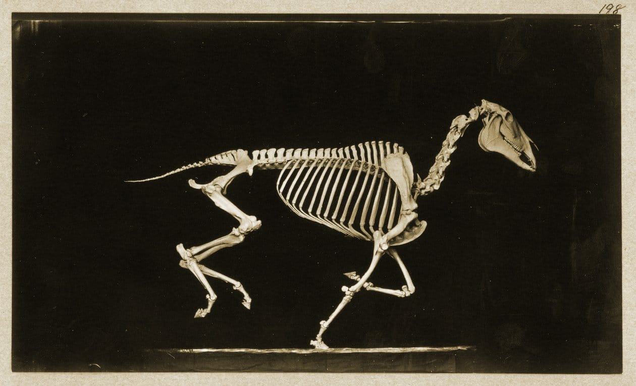 Ragazzo con scheletro di cavallo – Eadweard Muybridge, 1878
