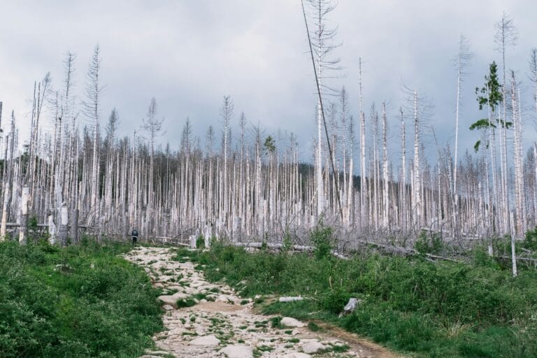 Fotografia come testimonianza nelle catastrofi naturali 21 a path through a forest with lots of dead trees stockpack unsplash