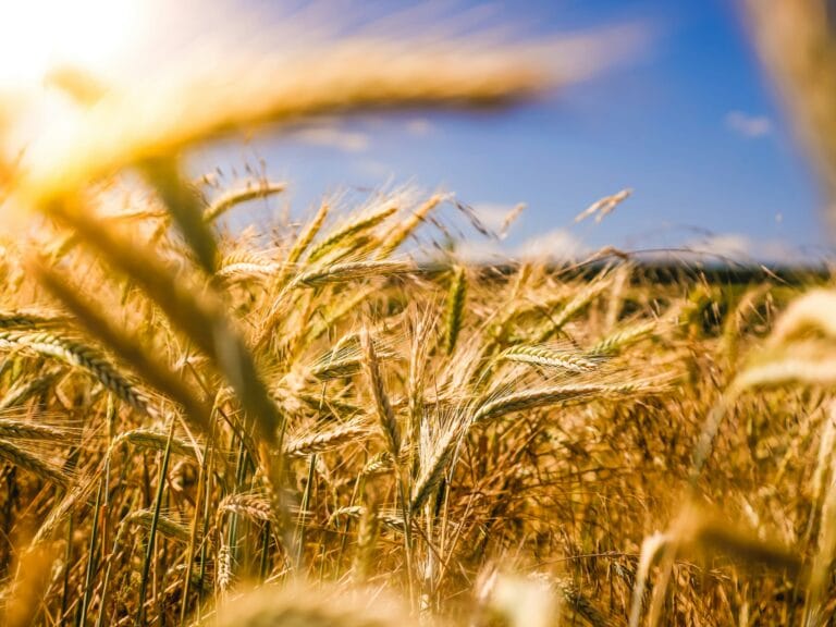 Fotografia e agricoltura: documentazione rurale e modernizzazione tecnica 10 brown wheat field stockpack unsplash