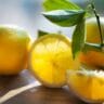 garden fresh picked lemons in glowing light still life stockpack unsplash