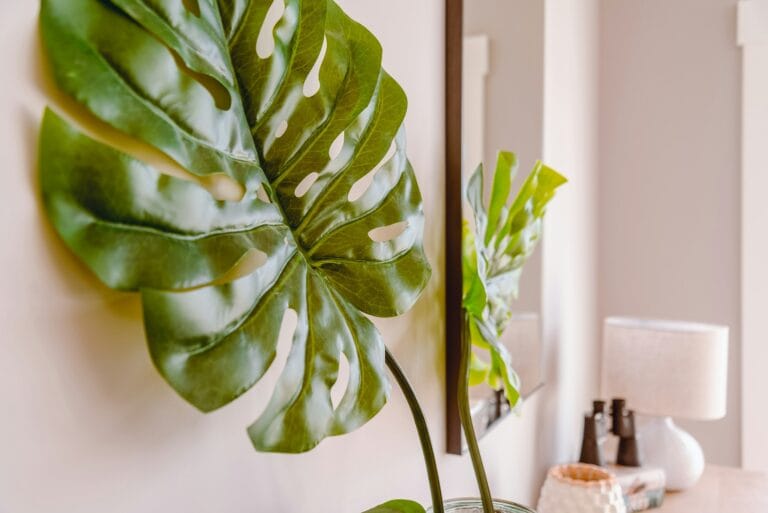 La fotografia di messa in scena (staged photography) 14 monstera plant white wall side table interior stockpack unsplash
