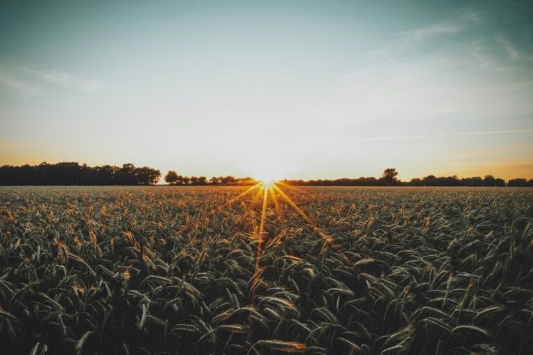 selsingen deutschland stockpack unsplash