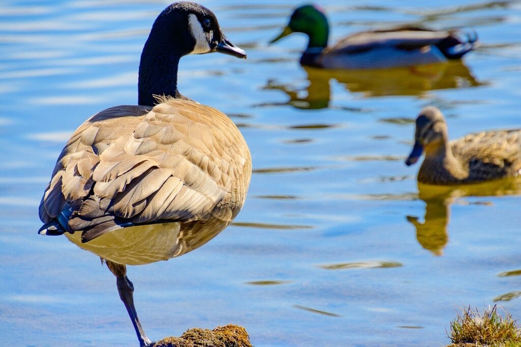 turkey, swan, duck, goose, white, green, park, yoga, nature, wildlife, bird, swimming, bill, feather, relaxing, meditating, balancing bird, blue yoga, blue meditation, blue balance