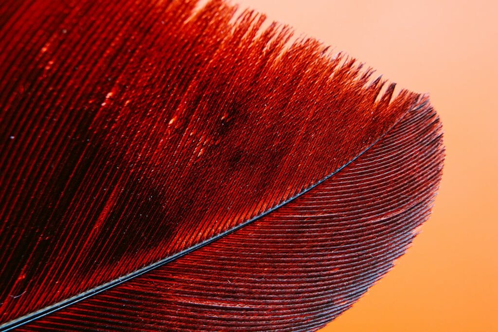 La Fotografia Macro (La macrofotografia) 9 brown and black feather in close up photography stockpack unsplash