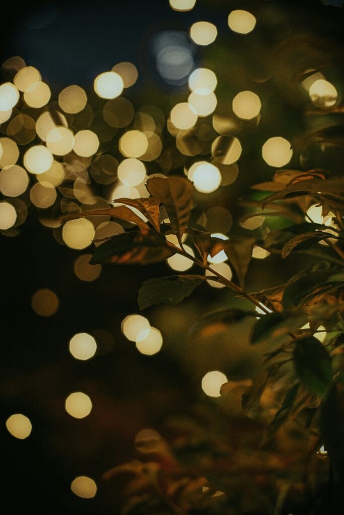 Bokeh: cos’è, come si ottiene e quali obiettivi lo rendono migliore 6 bokeh
