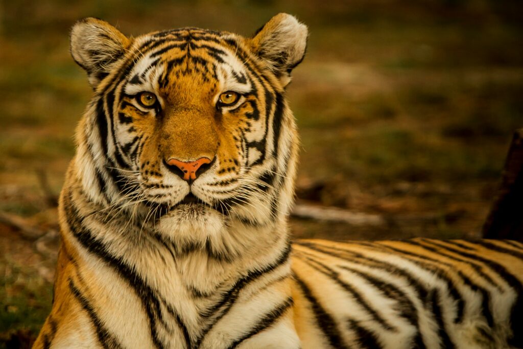 Wildlife / animali: velocità otturatore, burst, prefocus, camuffamento