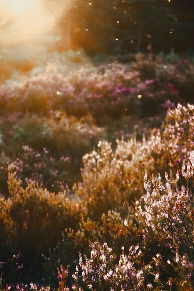 Bokeh: cos’è, come si ottiene e quali obiettivi lo rendono migliore 5 bokeh