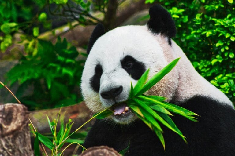 Wildlife / animali: velocità otturatore, burst, prefocus, camuffamento 7 the hungry panda stockpack unsplash