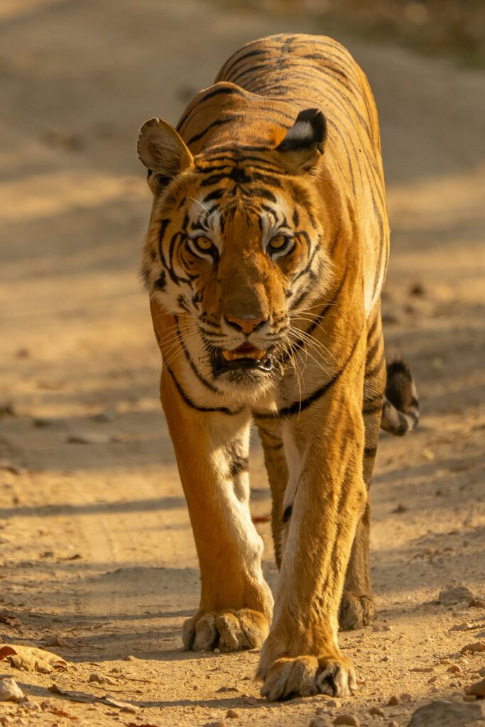 Wildlife / animali: velocità otturatore, burst, prefocus, camuffamento